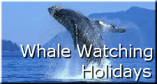 Whale Watching Holidays