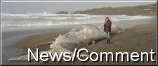 whale news west cork ireland