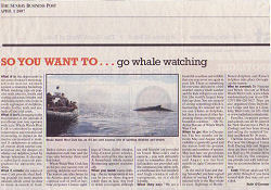 whale watch west cork