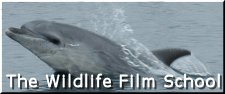 wild life film school