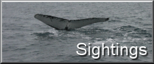 whale watching in ireland