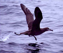 black footed albatros