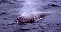 bairds beaked whale