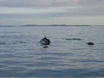 facts about dolphins