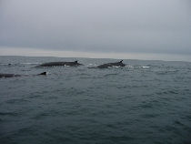 fin whale watching in ireland