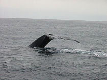 whale pictures