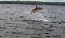 dolphin watch ireland