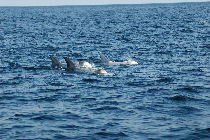dolphin watching holidays