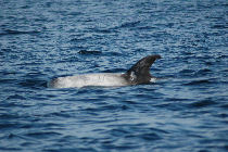 risso's dolphin pictures