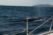 Baja Fin Whale Surfacing