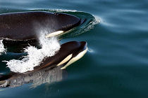Baja Killer Whales